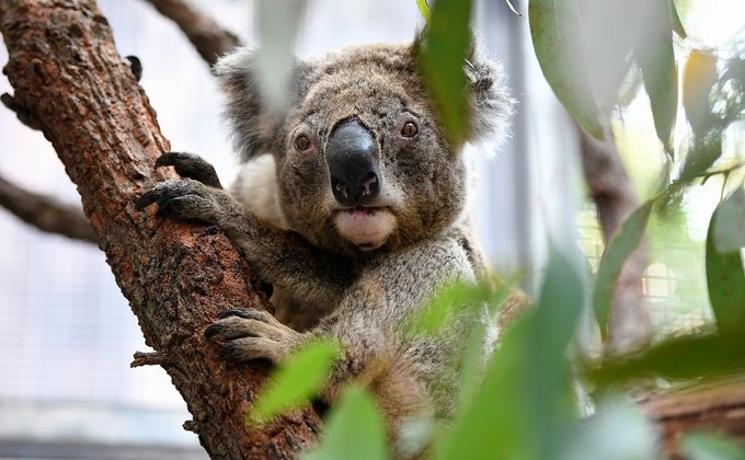 В Австралии открыли госпиталь для спасения коал: фото