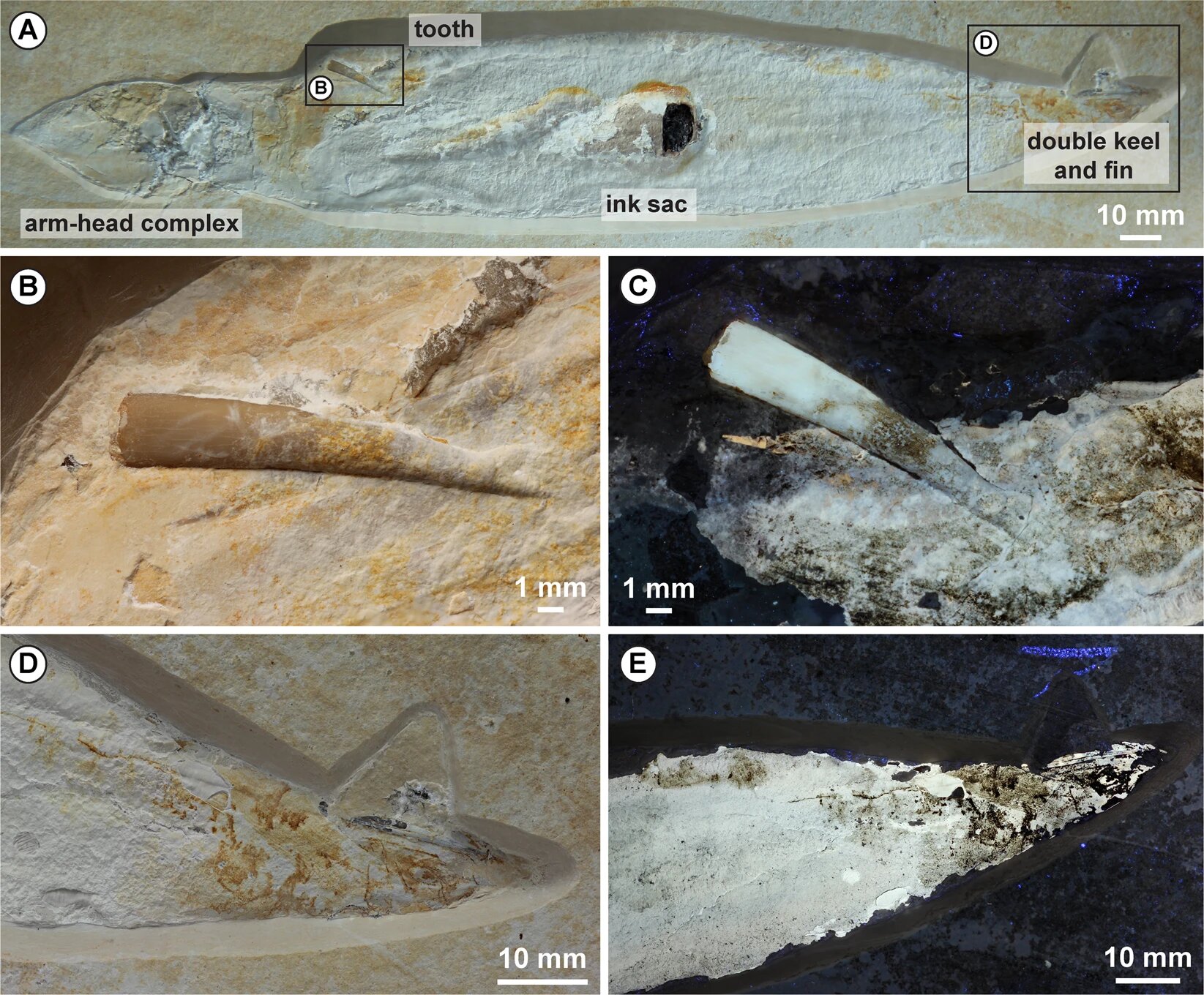 Фото: Scientific Repots