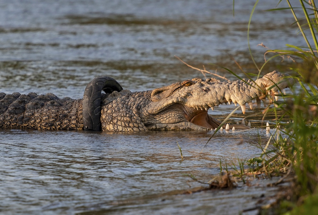 В Индонезии крокодил 4 года живет с шиной на шее. Власти обещают награду за его освобождение (ФОТО) 1