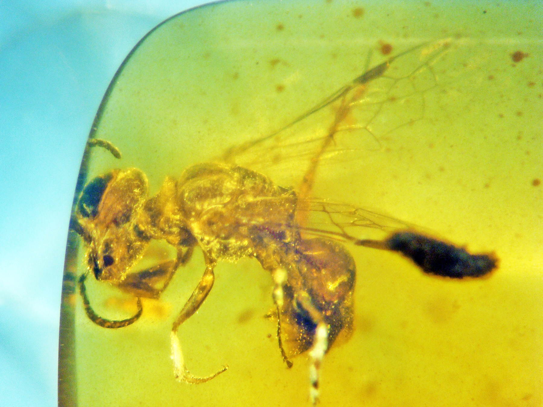 В янтаре нашли пчелу: более древние науке неизвестны - фото