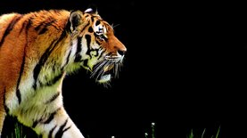 Коронавирус впервые выявили у тигра. Что известно о COVID-19 у животных