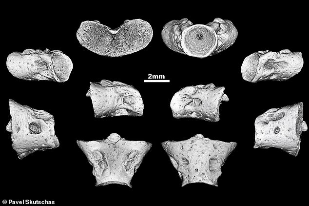 В Сибири ученые нашли останки неизвестной древней саламандры