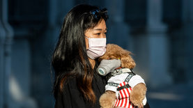 В Гонконге заподозрили коронавирус у собаки