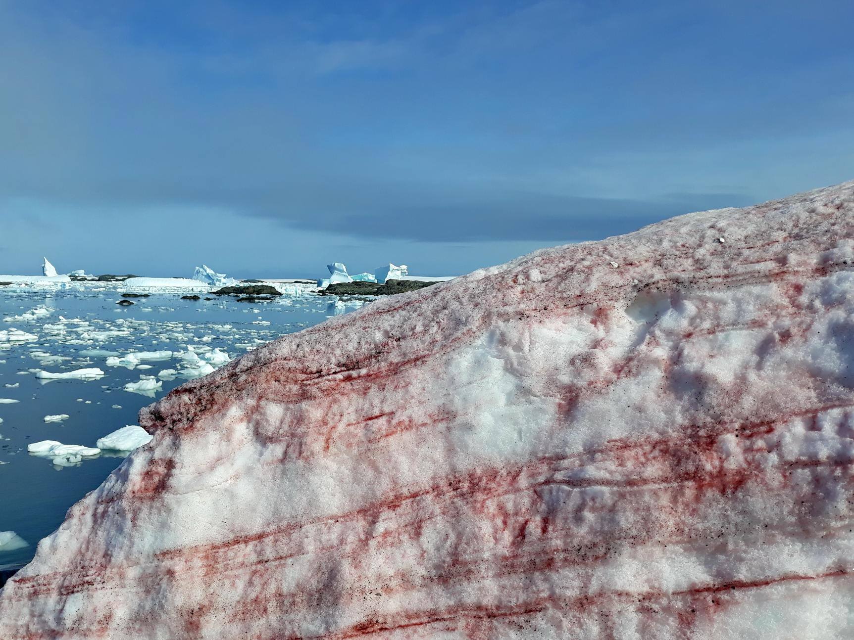Малиновый снег. Украинцы в Антарктиде наблюдают необычное явление: фото