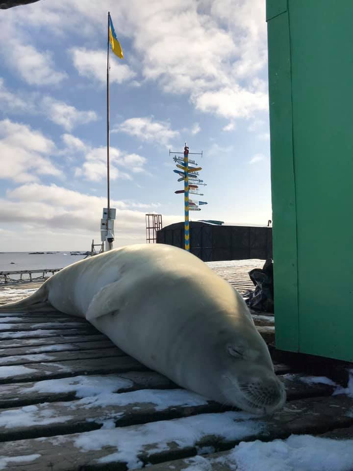 "Нетипичная ситуация". К украинцам в Антарктиде приплыл огромный тюлень: фото