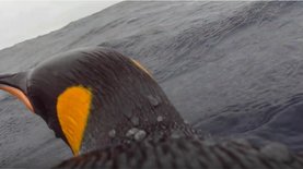 Впервые. Ученые засняли, как пингвины "говорят" под водой: видео из океана