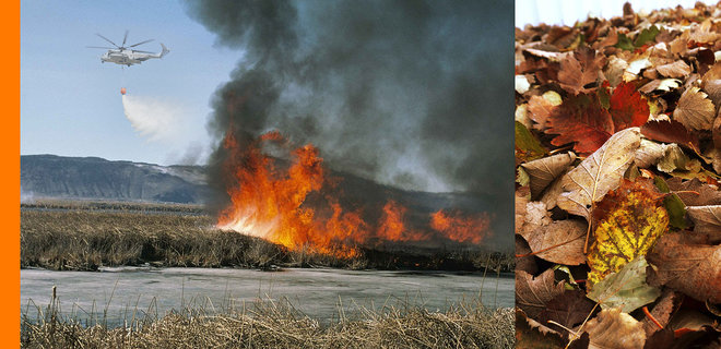 Почему сжигание листьев - это плохо. Как избавиться от ежегодной проблемы украинцев - Фото