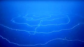 На глубине у Австралии удалось снять огромную сифонофору в "позе НЛО" – видео