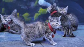 Пока двуногие на карантине. Котята и щенки посетили океанариум в США – видео