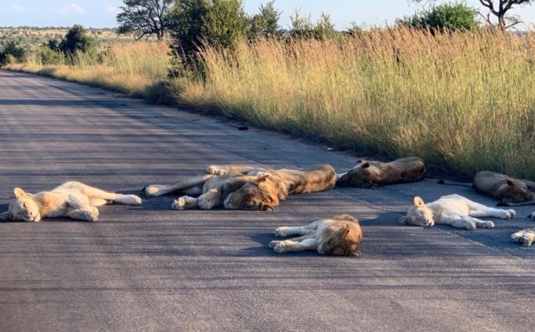 Львы в нацпарке Крюгера, ЮАР, спят на дороге (Фото: SANParksKNP/Тwitter)