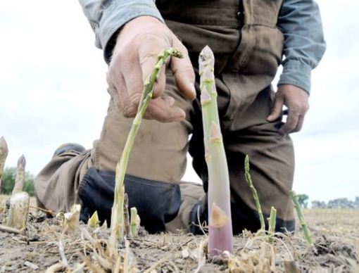 Тонны гнилых овощей: фермеры по всему миру выбрасывают урожай - фоторепортаж