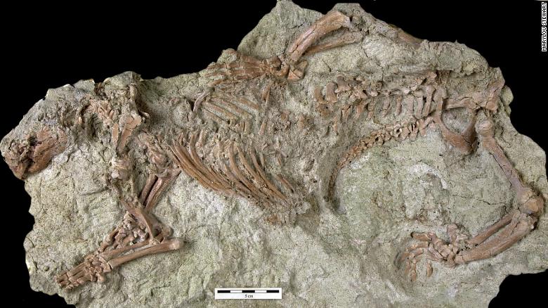 Окаменелость Adalatherium (Фото: Denver Museum of Nature & Science)