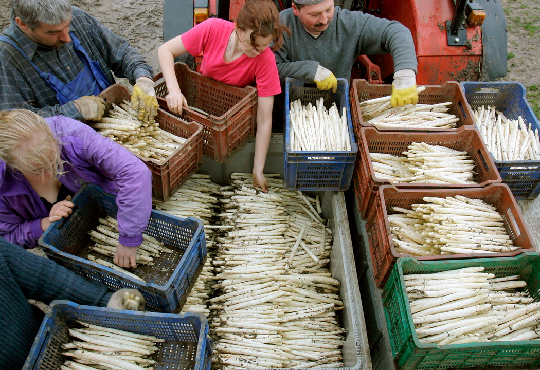 Иллюстративное фото: сезонные работники собирают урожай в Германии, фото: EPA