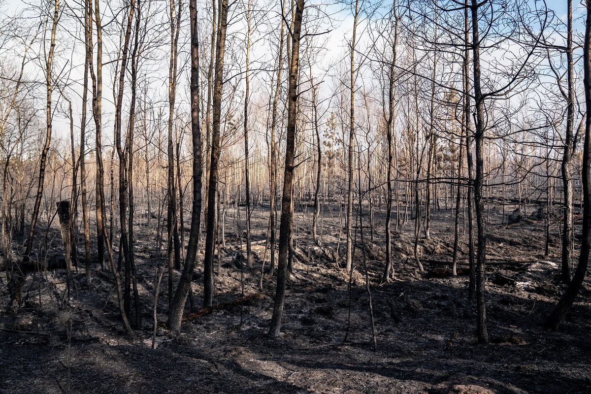 "Из пылающего леса можно и не вернуться". Как горела Зона отчуждения - глазами фотографа