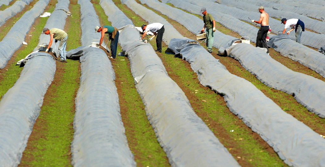 Иллюстративное фото: сезонные работники собирают урожай в Германии, фото: EPA