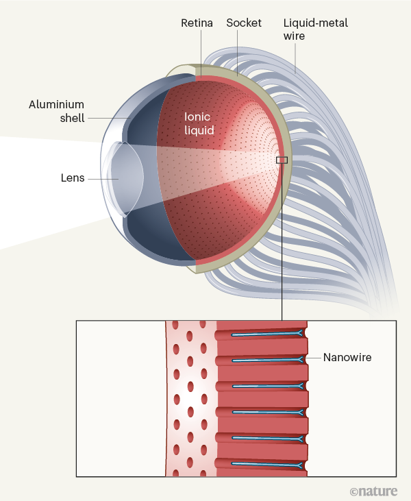 eye