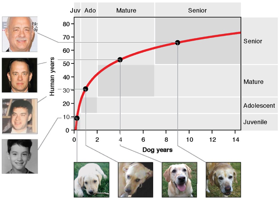 Какой возраст вашей собаки по человеческим меркам: предложена новая формула