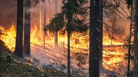 Сибирь снова горит. 3 млн га в России объяты огнем
