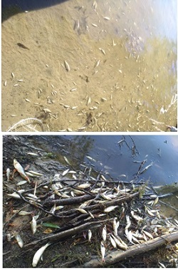 В Харьковской области зафиксировали массовую гибель рыбы около базы отдыха: фото