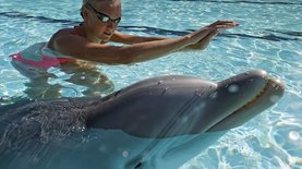 Инженеры создали робота – копию живого дельфина: видео из бассейна в Китае