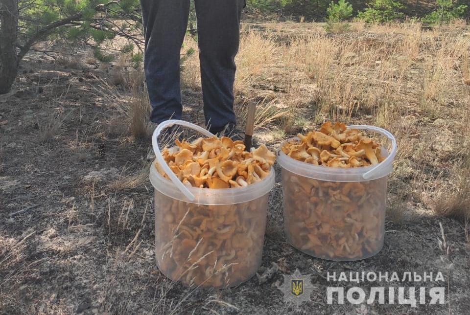 Лисички из Чернобыля (facebook.com_pol.kyivregion) Лисички из Чернобыля (facebook.com_pol.kyivregion)