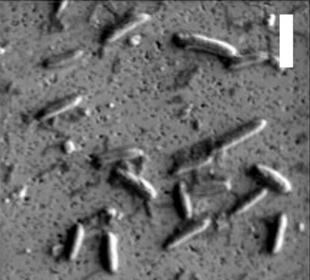 Фото: Nature На дне океана нашли "спящих" микробов - им 100 млн лет. Они ожили и размножаются
