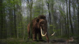 На Ямале нашли останки взрослого мамонта, жившего 10 000 лет назад - видео