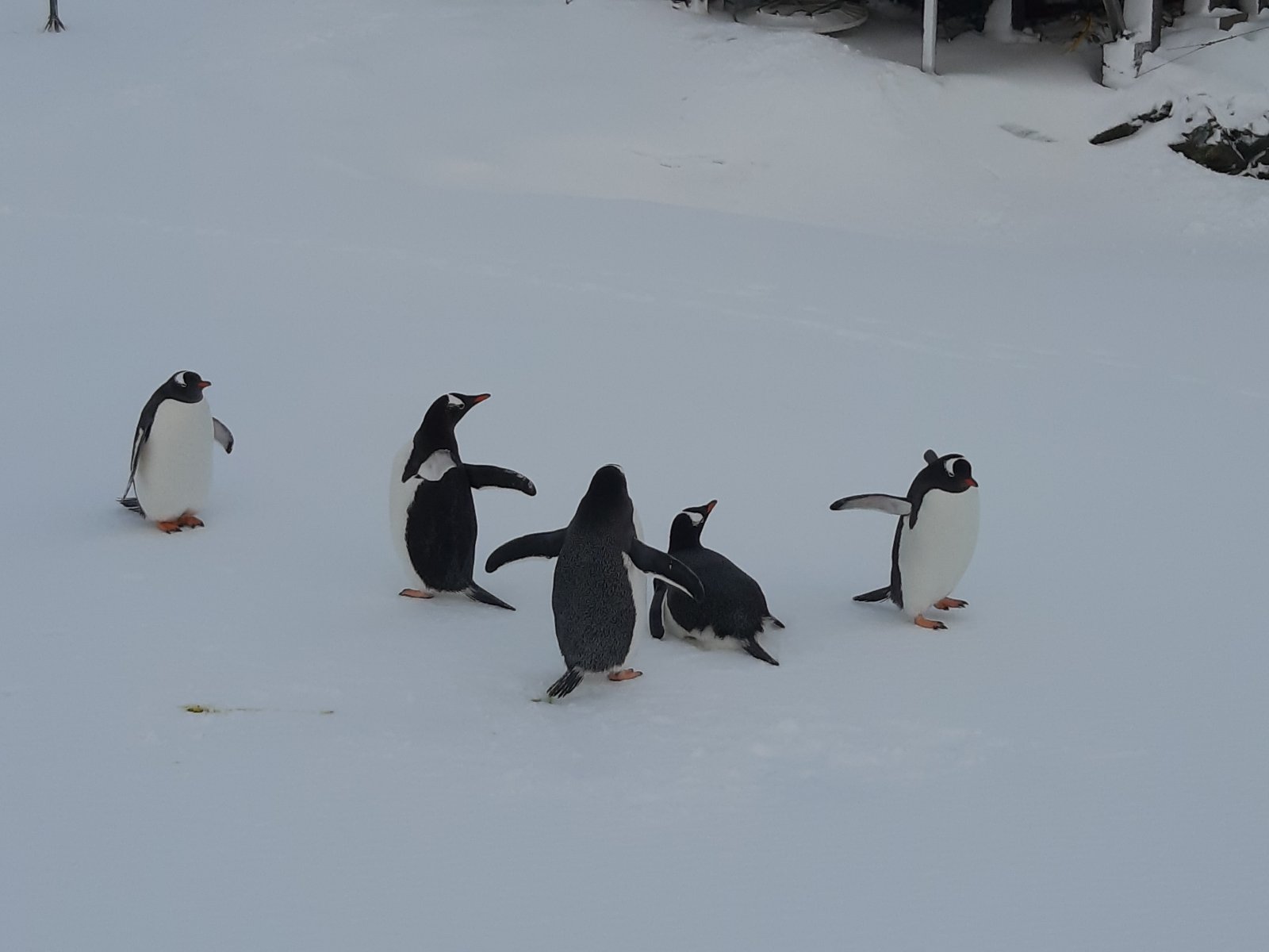 Из-за теплой зимы на станцию "Вернадский" в Антарктиде вернулись пингвины - фото