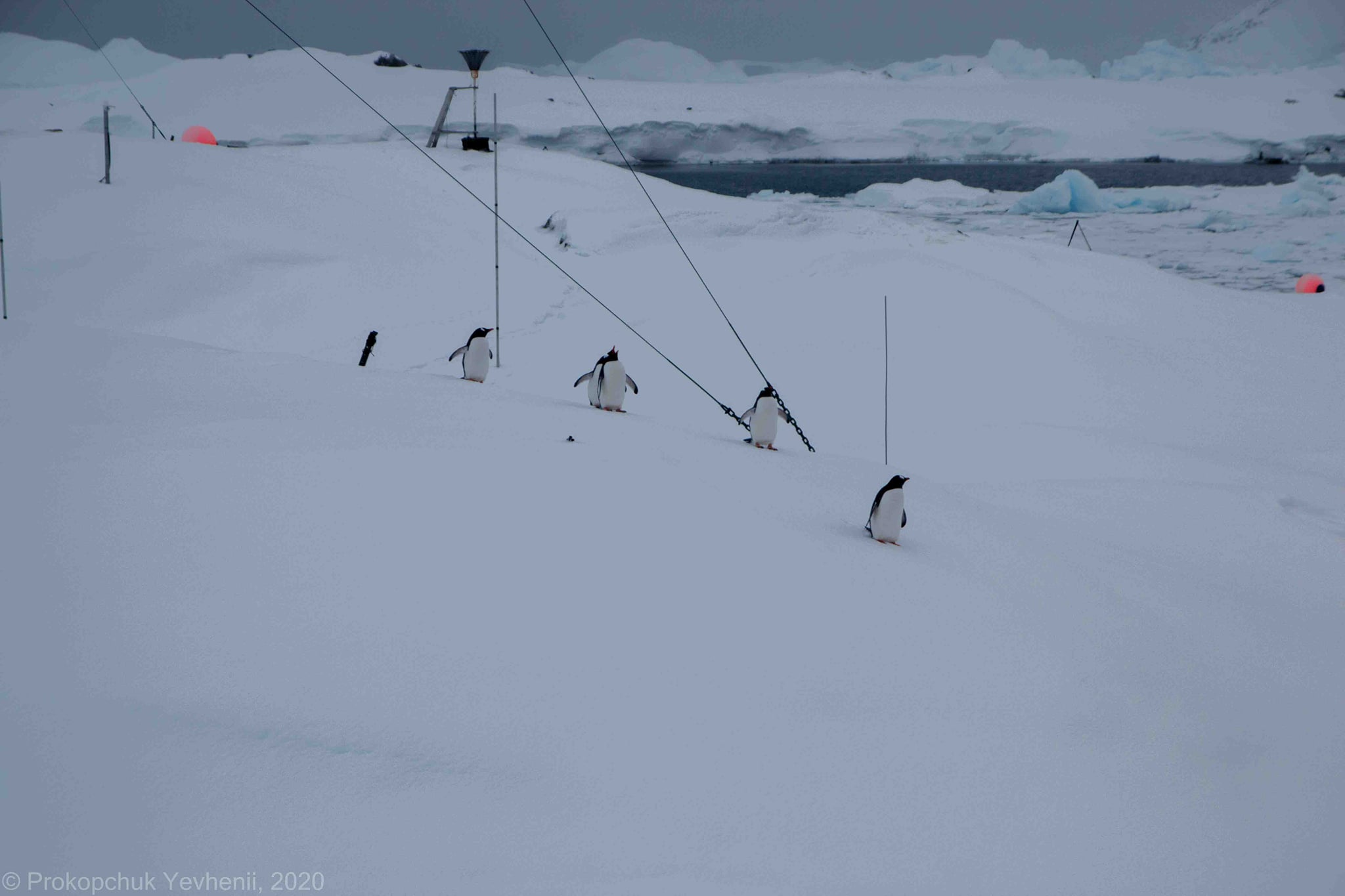 Из-за теплой зимы на станцию "Вернадский" в Антарктиде вернулись пингвины - фото