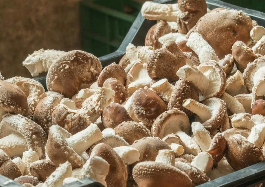 Грибы с сюрпризом. Как киевляне строят бизнес на выращивании очень экзотических грибов