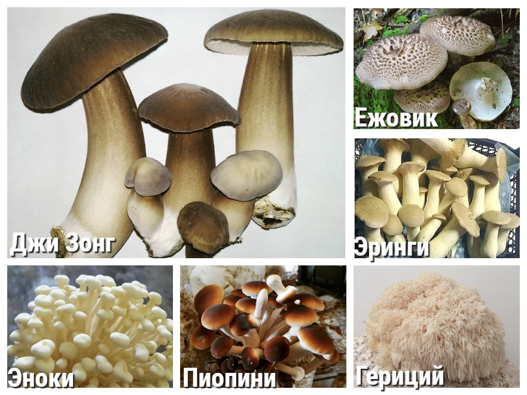 Грибы с сюрпризом. Как киевляне строят бизнес на выращивании очень экзотических грибов