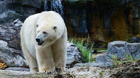 На Шпицбергене белый медведь убил управляющего лагерем, который отпугивал диких зверей