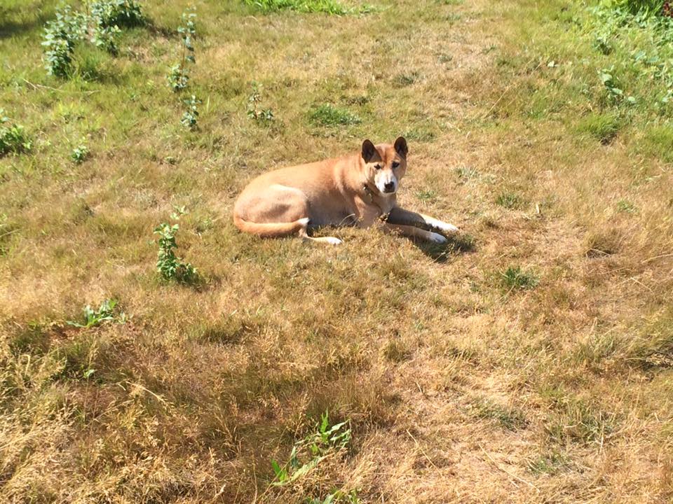 Новогвинейская поющая собака (источник - facebook.com_NewGuineaSingingDogOwners)