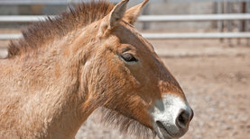В США впервые клонировали коня Пржевальского