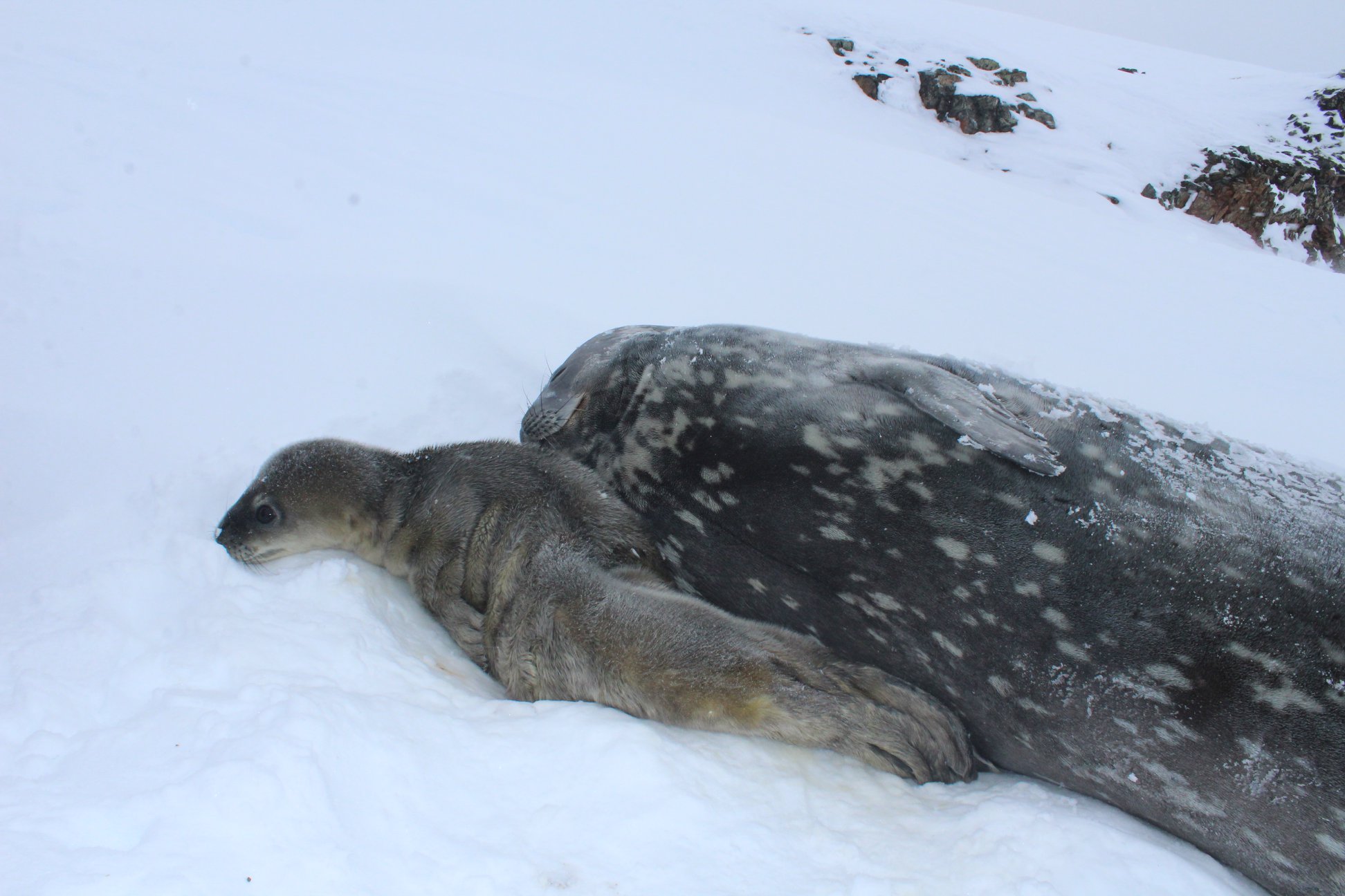 На украинской станции в Антарктиде родился тюлень: полярники просят помочь с именем – фото