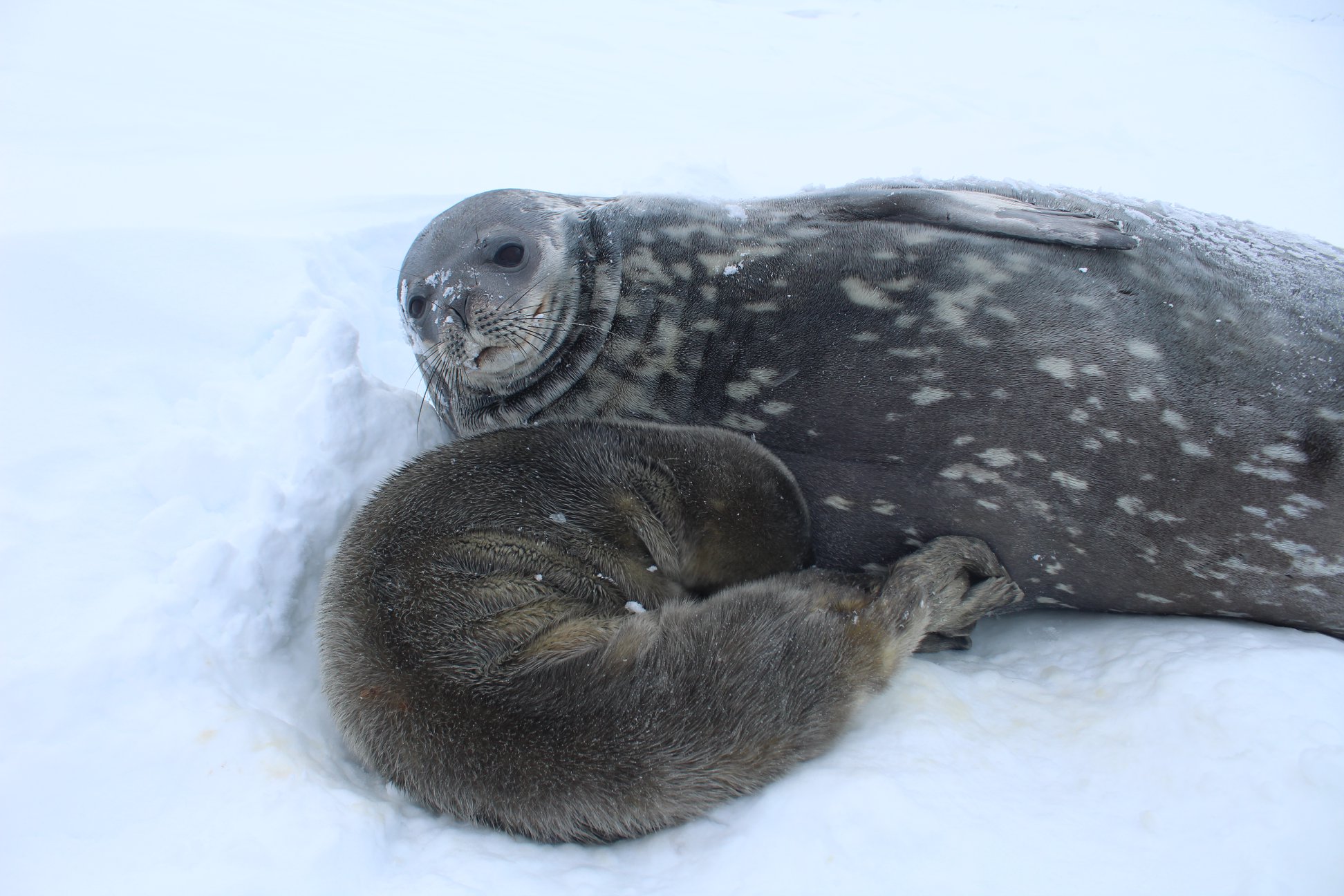 На украинской станции в Антарктиде родился тюлень: полярники просят помочь с именем – фото