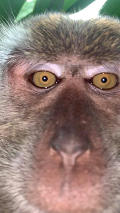 Мужчина нашел селфи и видео обезьян в потерянном телефоне