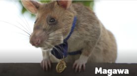 Обнаружила 39 мин. Африканскую крысу-ищейку наградили золотой медалью