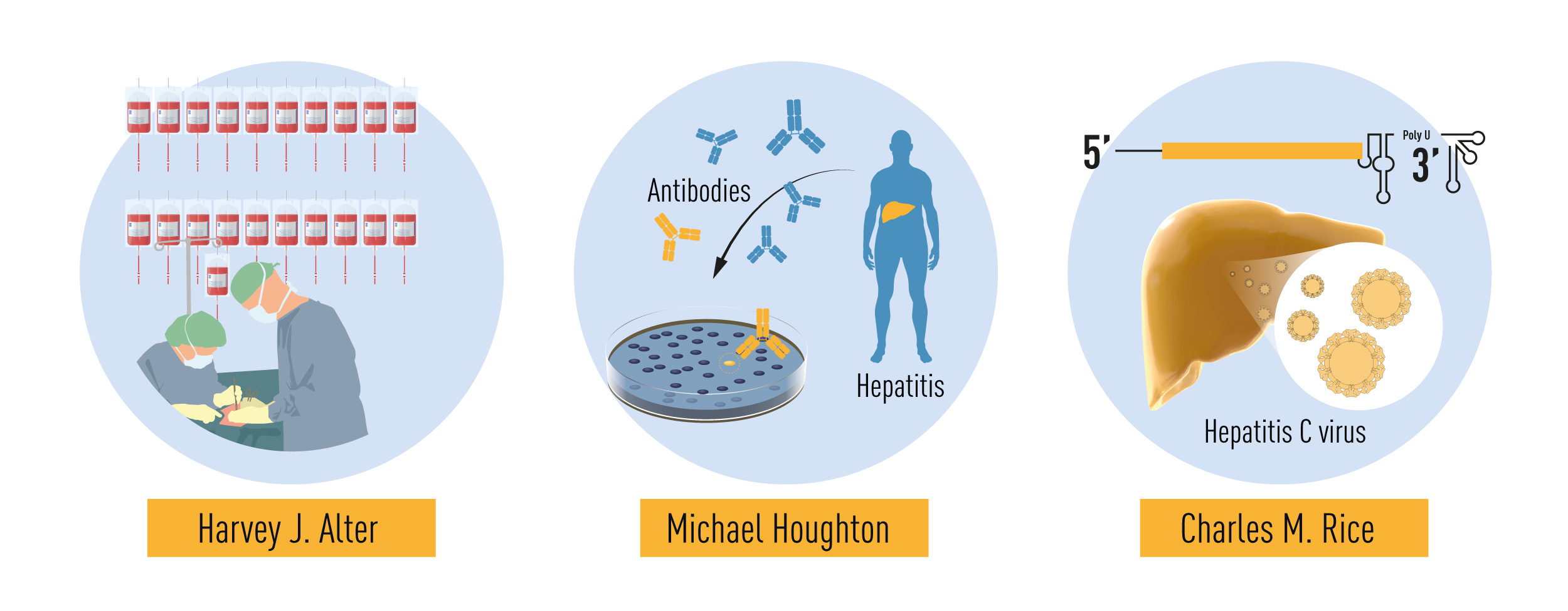 Нобелівська премія з медицини 2020: як лауреати виявили вірус гепатиту С і врятували життя