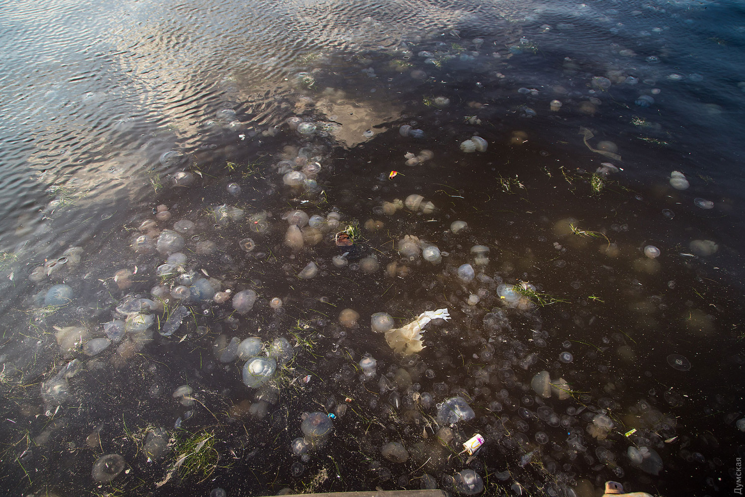 В Одессе акваторию морского порта оккупировали сотни медуз: фото, видео