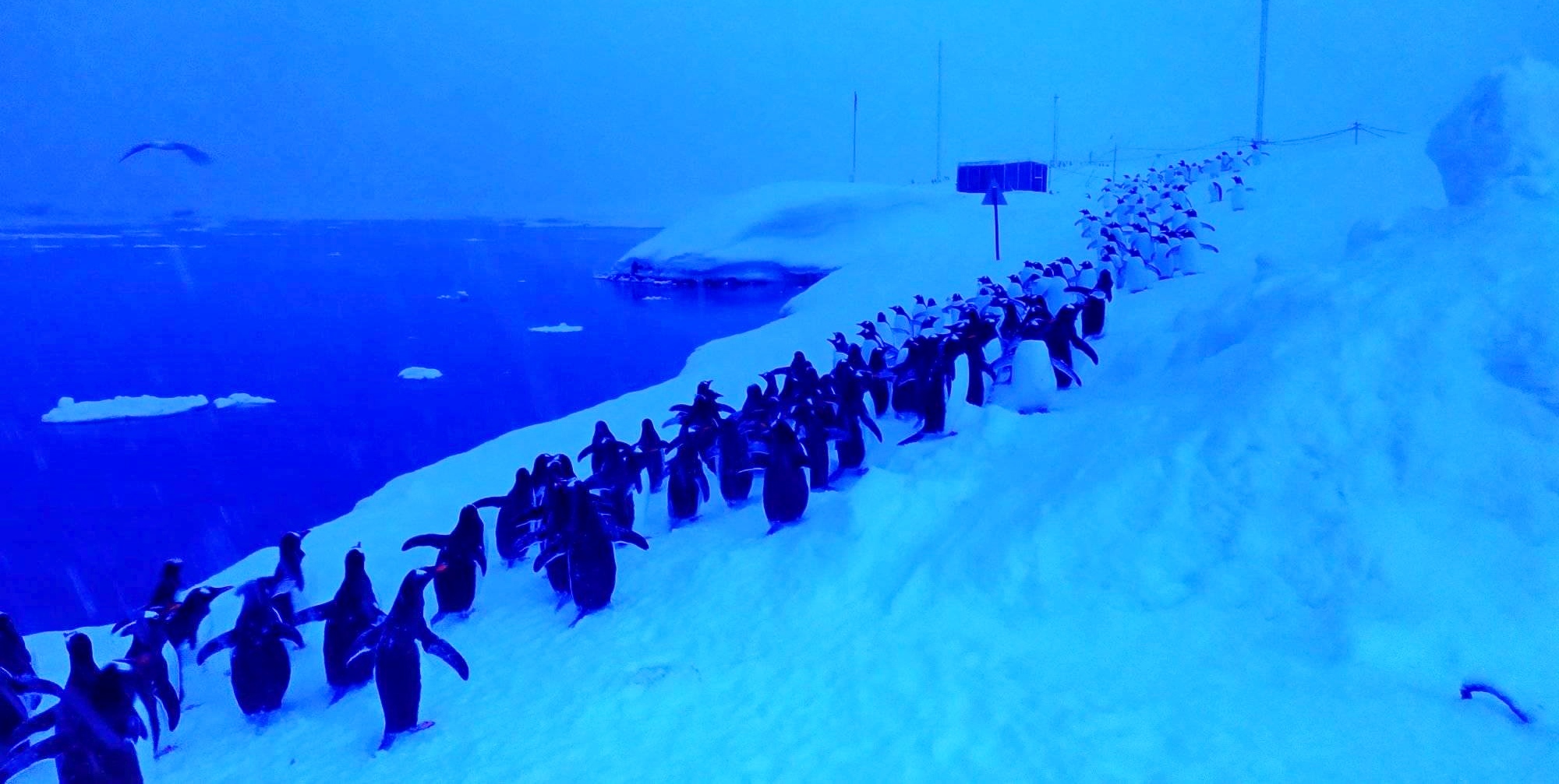 "Очередь за морепродуктами". Пингвины около украинской станции "Вернадский" – кадр дня