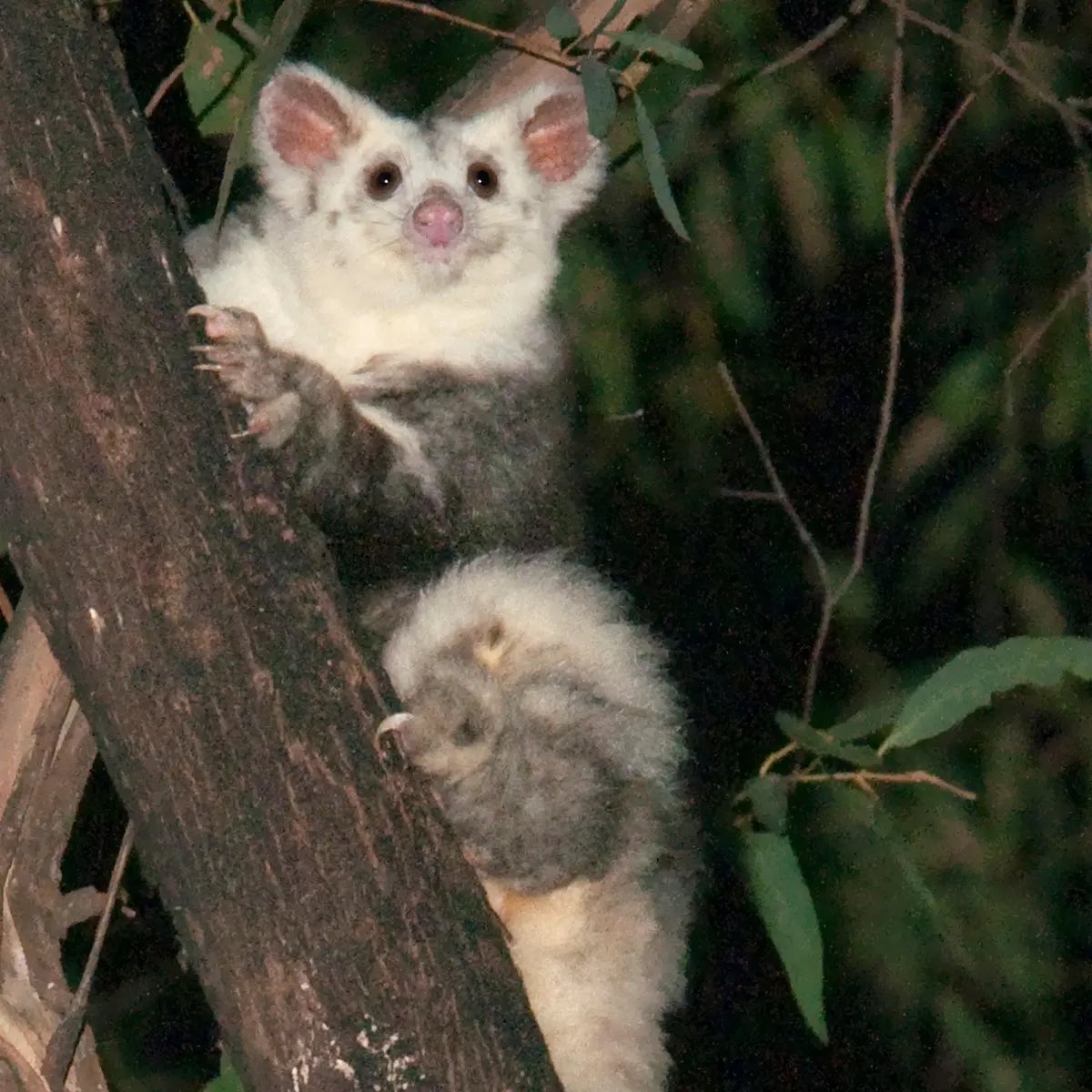 В Австралии открыли два новых вида животных. Посмотрите, какие они милые – фото