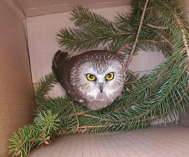 Фото: Ravensbeard Wildlife Center/Facebook Крохотная сова в рождественской елке