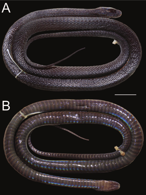 Achalinus zugorum. Фото: BioOne