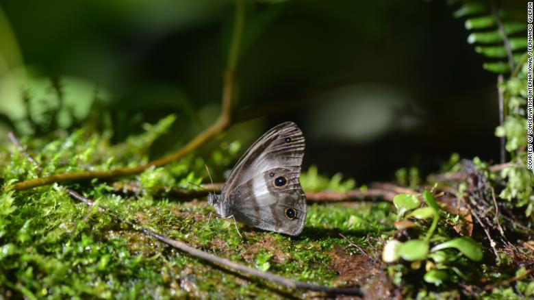 Метелик, вид якого востаннє бачили близько 100 років тому. Фото: Trond Larsen, Conservation International