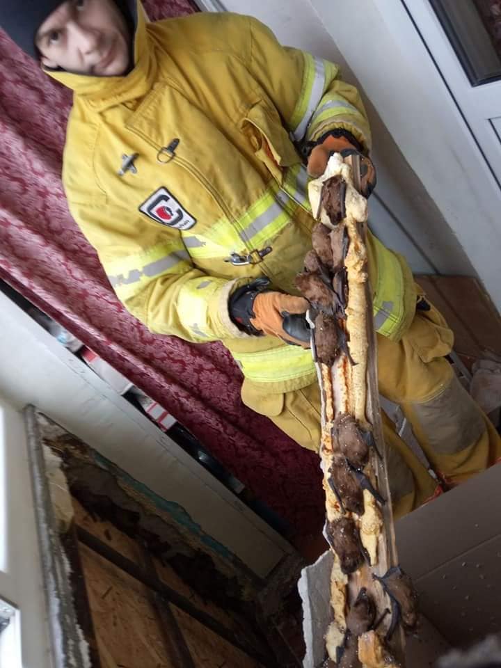 В Днепре на одном из балконов спасатели обнаружили более 500 летучих мышей – фото