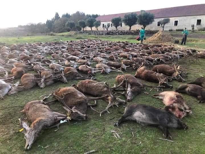 Испанские охотники за два дня убили в Португалии 540 диких животных: власти возмущены