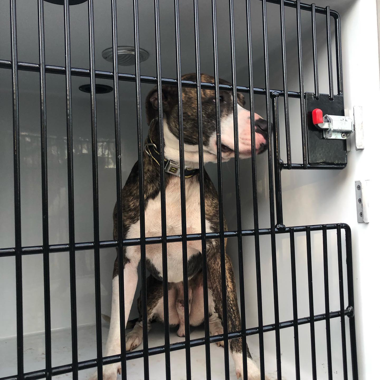 Фото: facebook.com/WNDRDOGS В США бездомный спас животных из горящего приюта, пожарные делать это отказались: фото