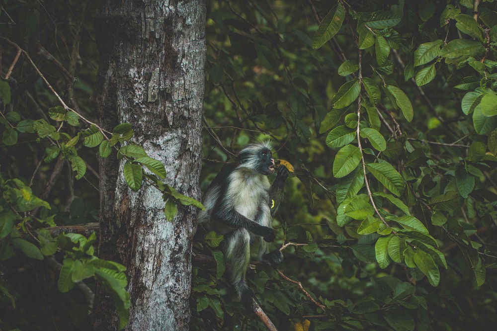 Ліс Джозані (Фото: unsplash.com)