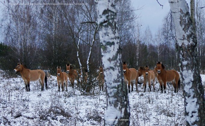 Чернобыль. В Зоне отчуждения сфотографировали табун лошадей Пржевальского